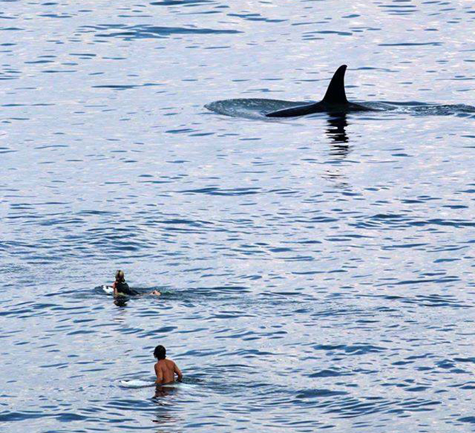 So cool. Photo: Bali Sharks