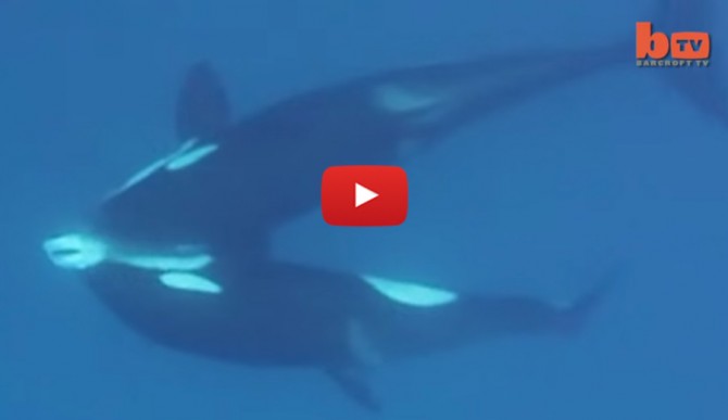 orcas-featured