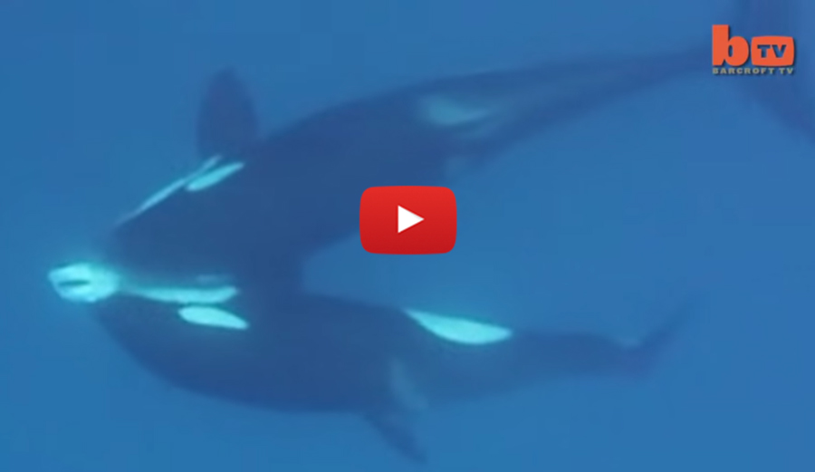 orcas-featured