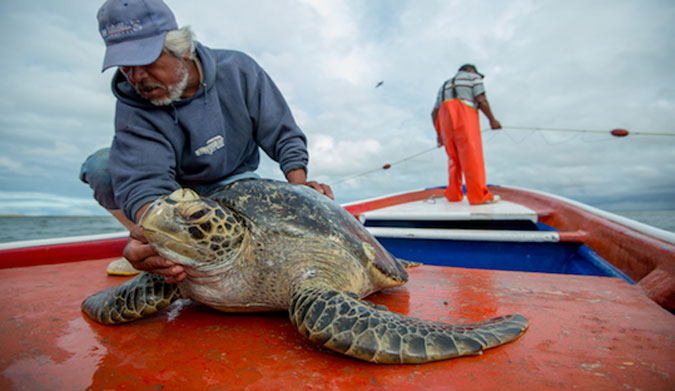 Researches have been studying the health and mortality rates of sea turtles in this area due to industry for years. 2 of the 5 species of turtle found here are listed as endangered on the IUCN red list of Threatened species. Adding more threats to their already questionable future cannot aid in our ability to understand or protect their long term health.