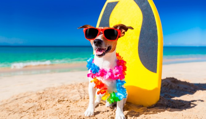 Taking the lil' guy to the beach is one way out of the doghouse for leaving the pup at home the night before...
