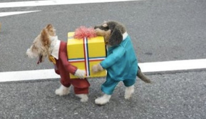dog