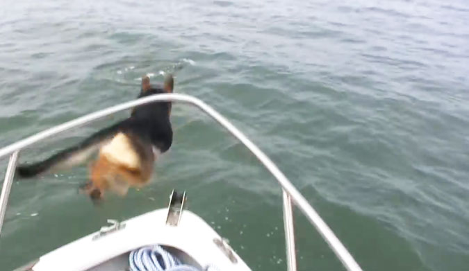 We love dolphins. And everyone loves dogs. So when a dog loves a dolphin, we're all about it. On a fishing trip, Maverick went a little overboard... literally.