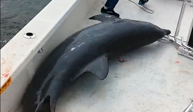 You can't help but feel for the helpless, beautiful creature – but don't worry, the captain called for assistance and the dolphin was safely returned to the water.