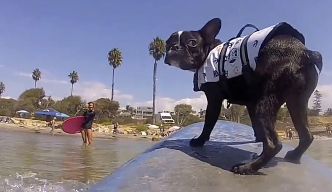 Like nearly everyone else in San Diego, she surfs. Frenchie's aren't exactly known for their prowess in the water, but in true San Diegan form, Fergie rips.