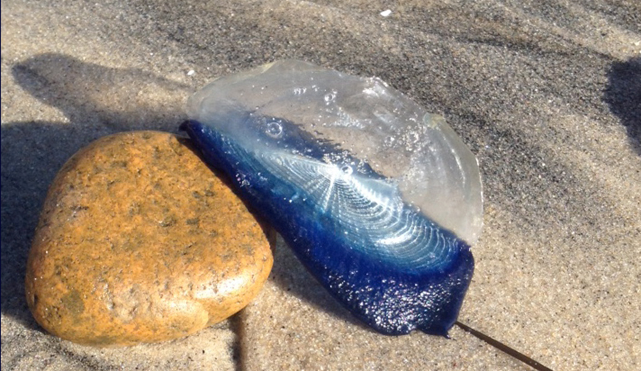 Velella velella. Photo: Courtesy of Swell Lines Magazine