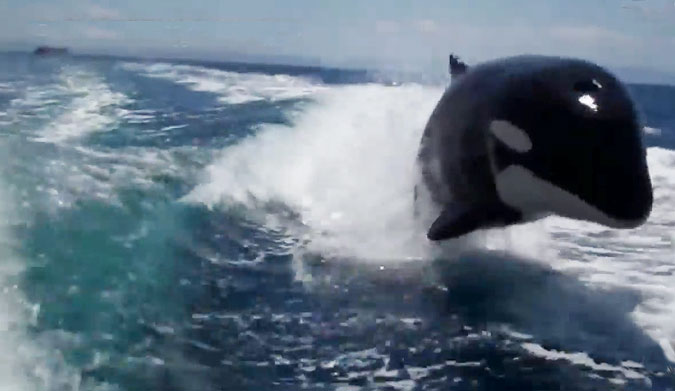 Last year in Mexico, a couple were vacationing when they got a pretty welcome surprise in the form of a few killer whales behind their boat.