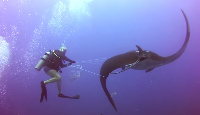 manta-ray