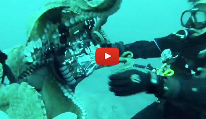 The Pacific octopus decided to make is pretty clear that it wasn't ready for its closeup.
