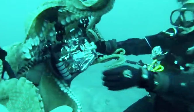 The Pacific octopus decided to make is pretty clear that it wasn't ready for its closeup.