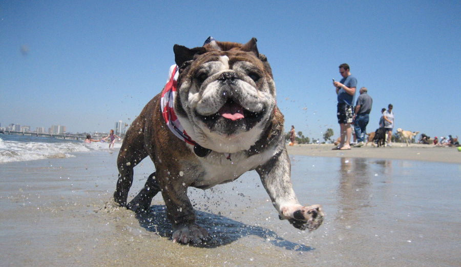 Try to not smile. Just try! Photo: Wikimedia
