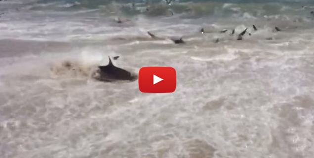 sharkfrenzy