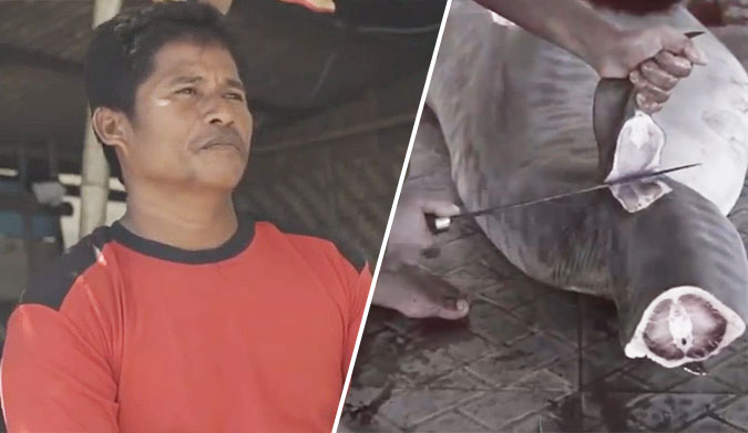Both the sharks and the fishermen need your help.