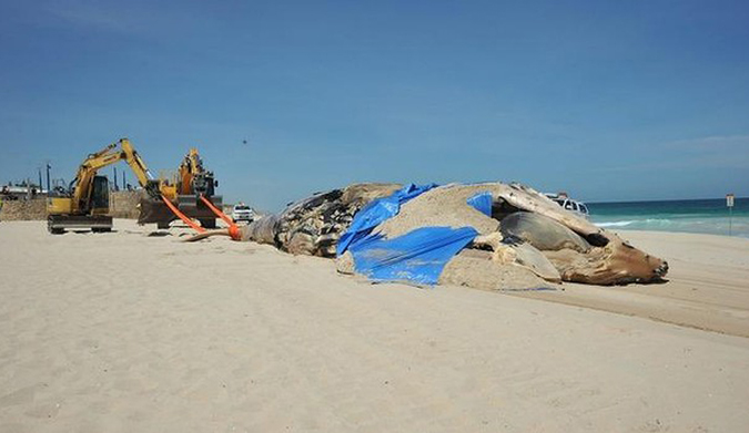 Heavy machinery was required to remove the whale carcass. Photo: Cortlan Bennett