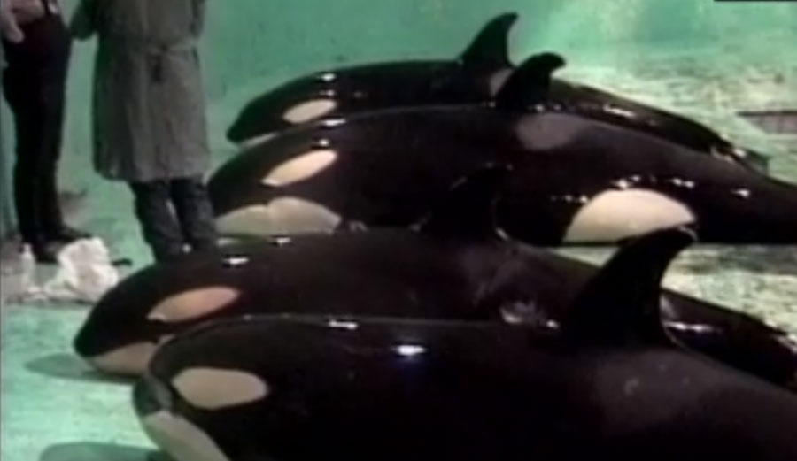 Rare video shows killer whale capture. Courtesy of Jeff Foster.