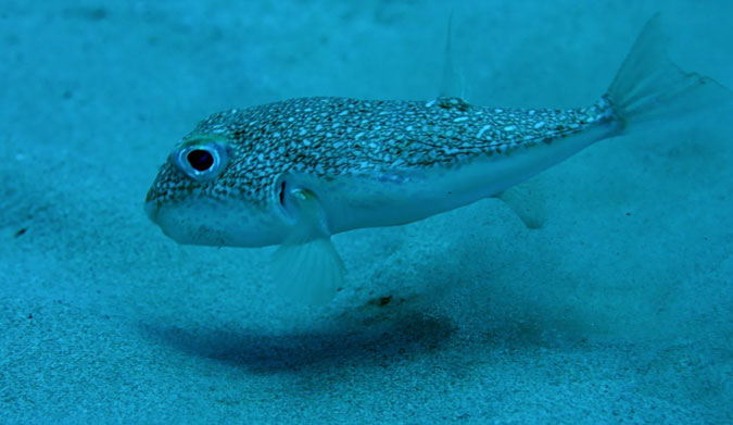 puffer fish works tirelessly to attract a female. Photo:BBC