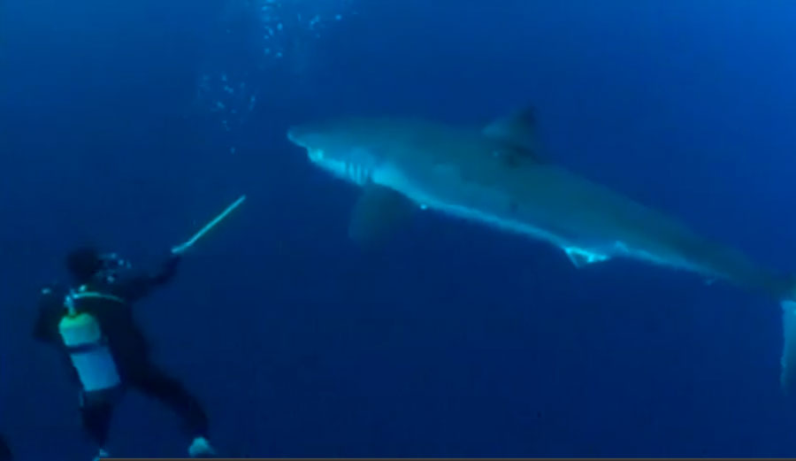 Swimming with great whites to change public opinion.