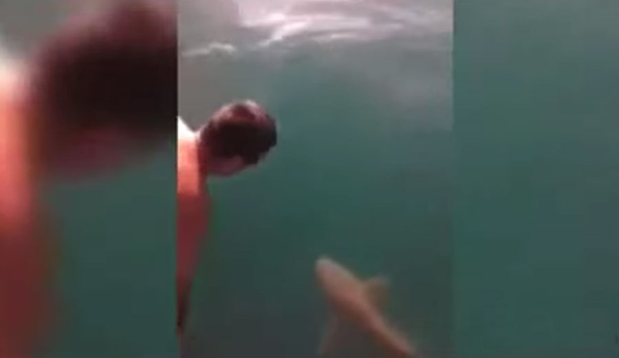 Crazy man jumps on tiger shark.