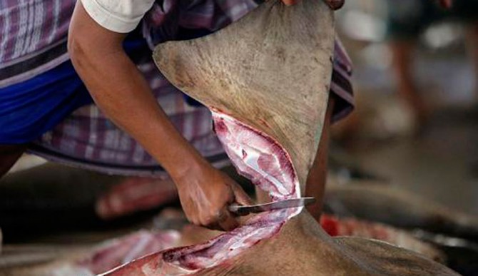 Shark Killed for Dorsal Fin.