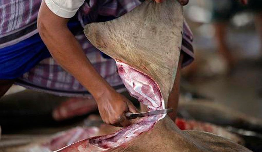 Shark Killed for Dorsal Fin.