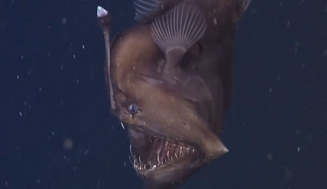This is the first time the black sea devil has ever been seen alive and at depth.