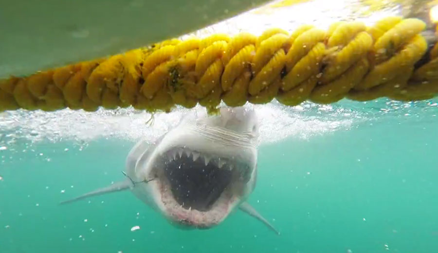 Great White Slams Cage