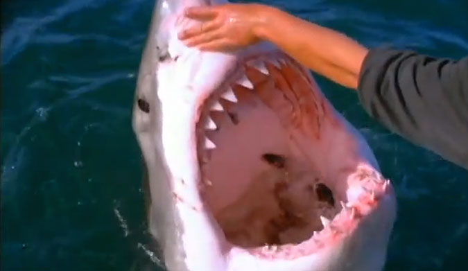 Petting the shark