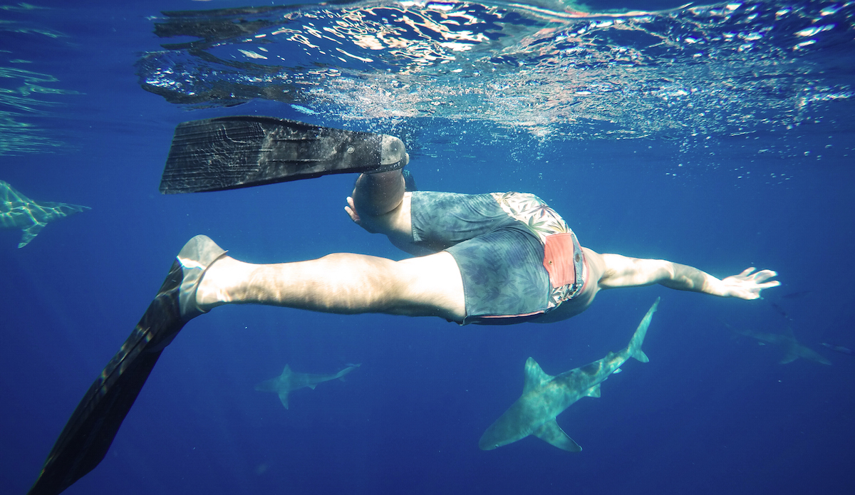 freediving with sharks