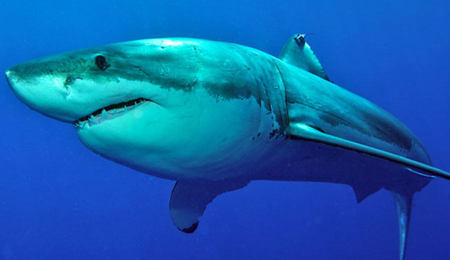 Albany Great White Shark Attack