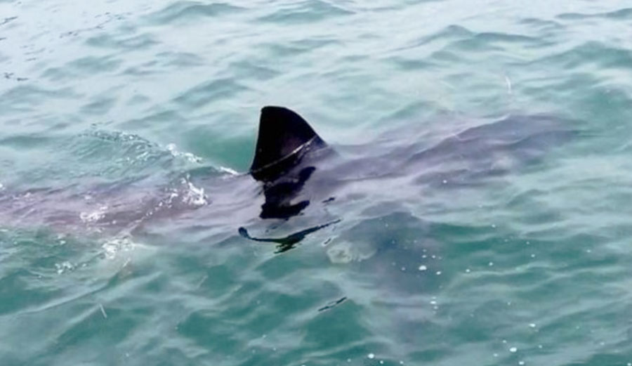 Great White Shark Stalks Fish In Australian Lake