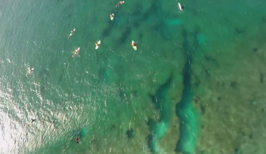 Bird's-eye view of Pipeline