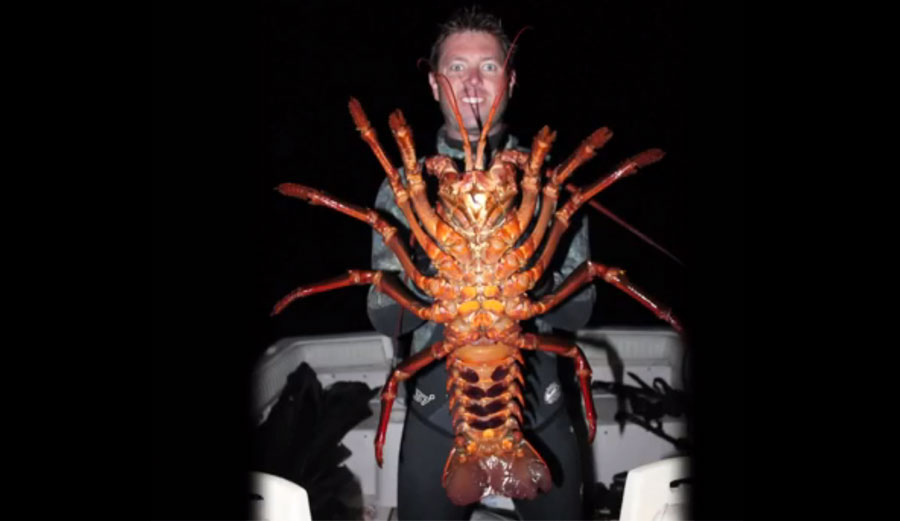70-year-old lobster weighed 12 pounds