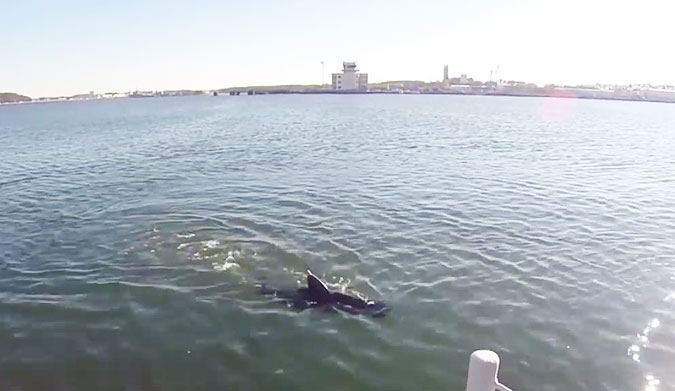 Here's hoping that sharks with fricken laser beams attached to their heads becomes a reality.