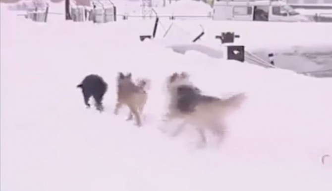 Dogs