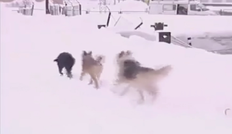 Dogs