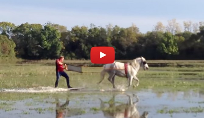 Horse-2