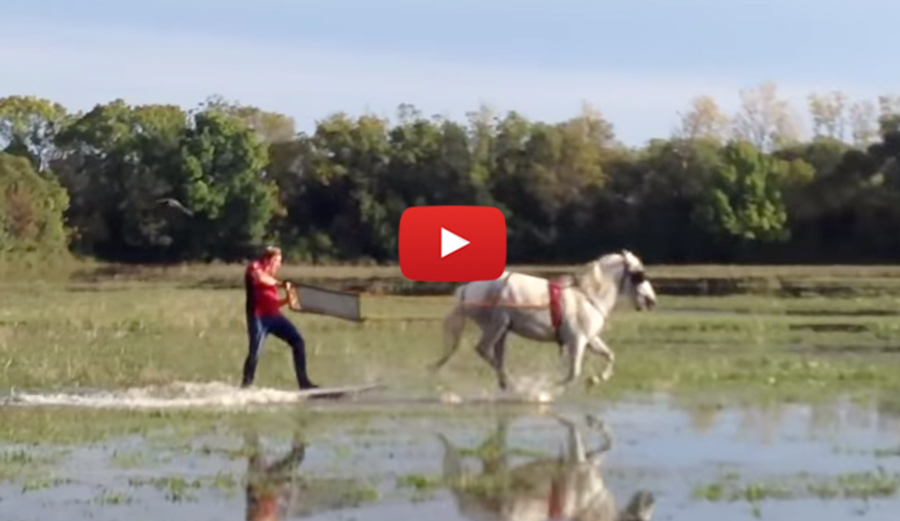 Horse-2