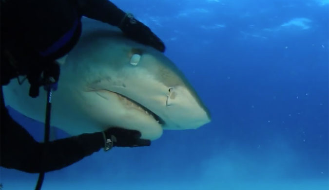 Tiger shark cuddling diver