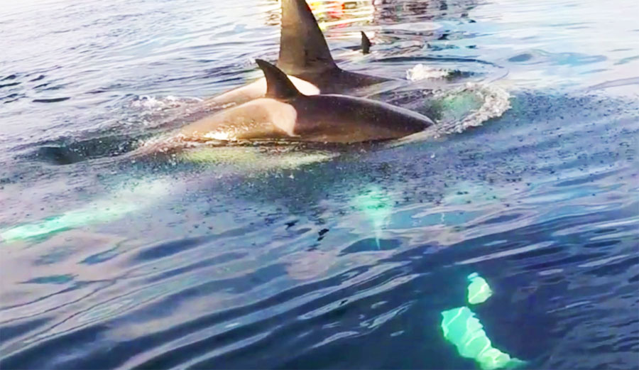 Orca whales spotted in Laguna Beach