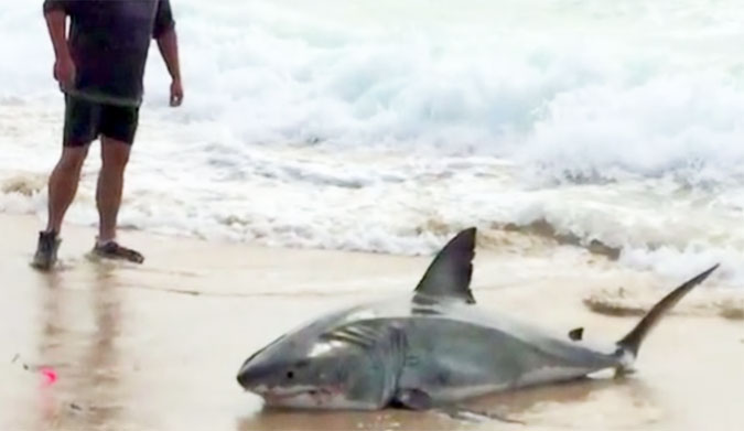Baby Great White struggles in south africa