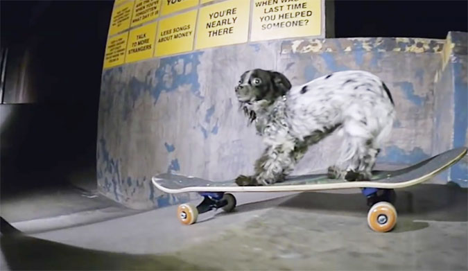 Skateboarding Murdy the dog