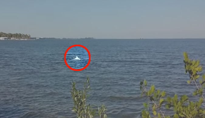 There have only been fifteen sightings of albino dolphins in the last 50 years.