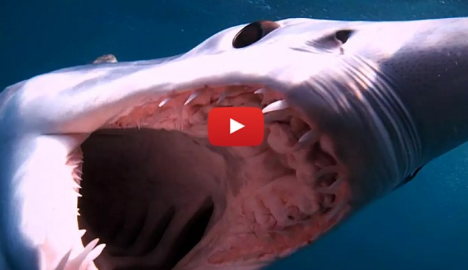 Shark-1