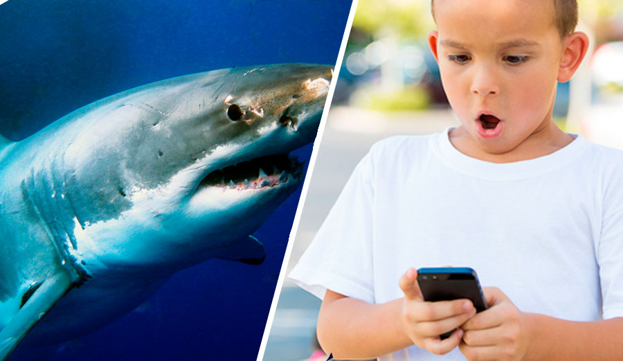 Shark tracking app on phone