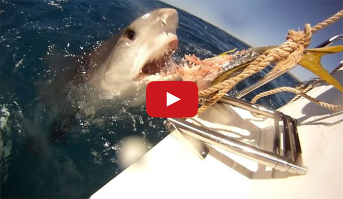 Tug-of-war with a massive tiger shark