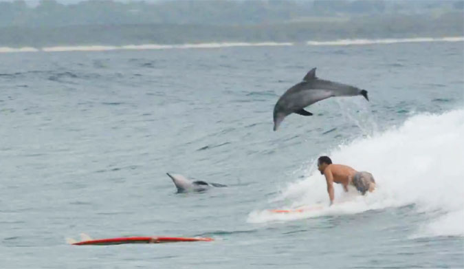 Dolphins are the real locals of Australia