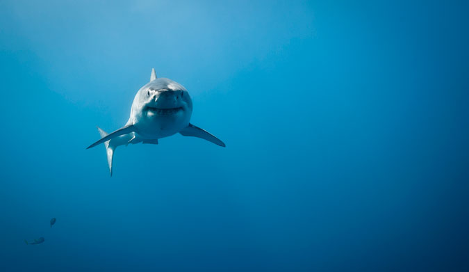 You have a better chance of drowning than being eaten by this. Photo: Shutterstock
