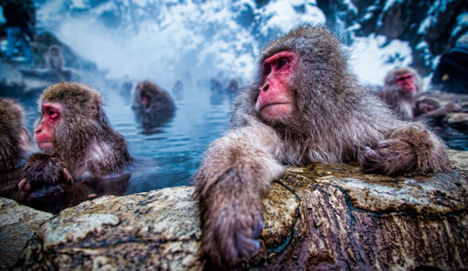 Make like a snow monkey and head to the hills.