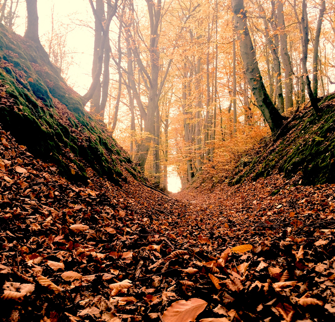 Shot by Waldemar N. in Gdańsk, Poland; shooting from an unusual perspective, like from the forest floor in this photo, can create a more interesting viewpoint. Apps Used: Camera, Adobe Photoshop Express, VSCO Cam®