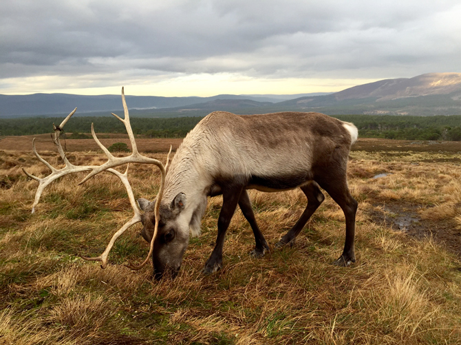 Shot by Alastair B. in The Cairngorms, Scotland; filling the frame with the subject can help the viewer focus on its details — like the texture of the reindeer’s fur and antlers. App Used: Camera